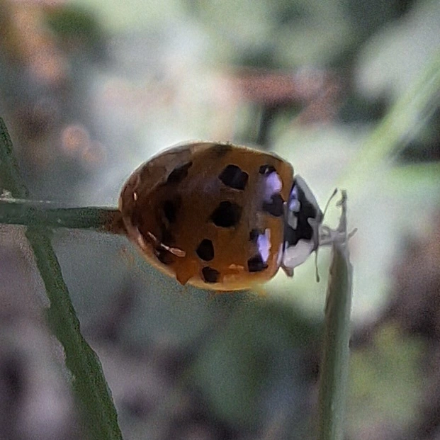 Harmonia axyridis - harlekinkatica