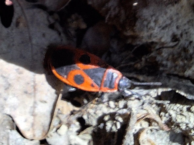 Pyrrhocoris apterus - verőköltő poloska