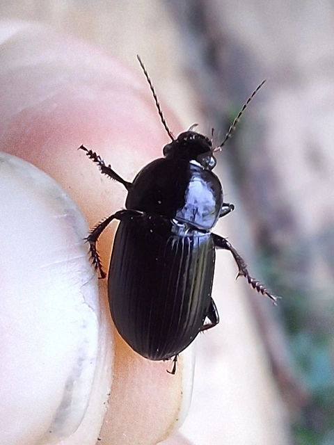 Harpalus serripes - fekete lomhafutó