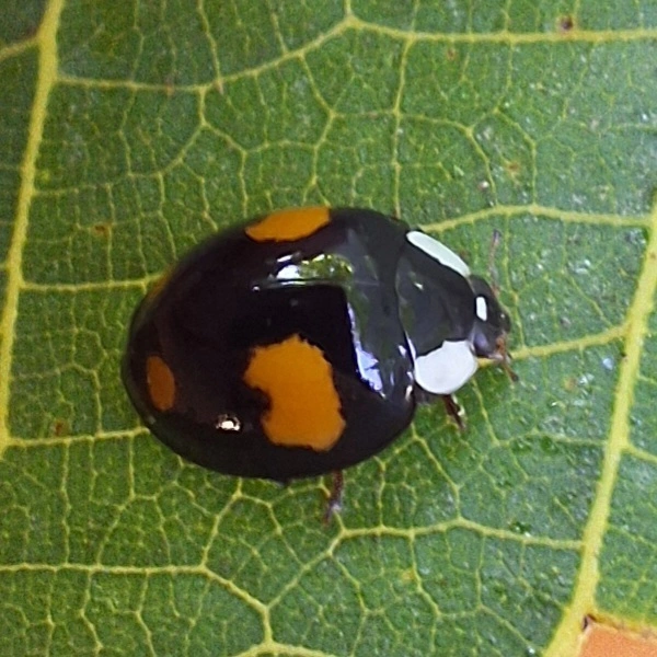 Harmonia axyridis - harlekinkatica