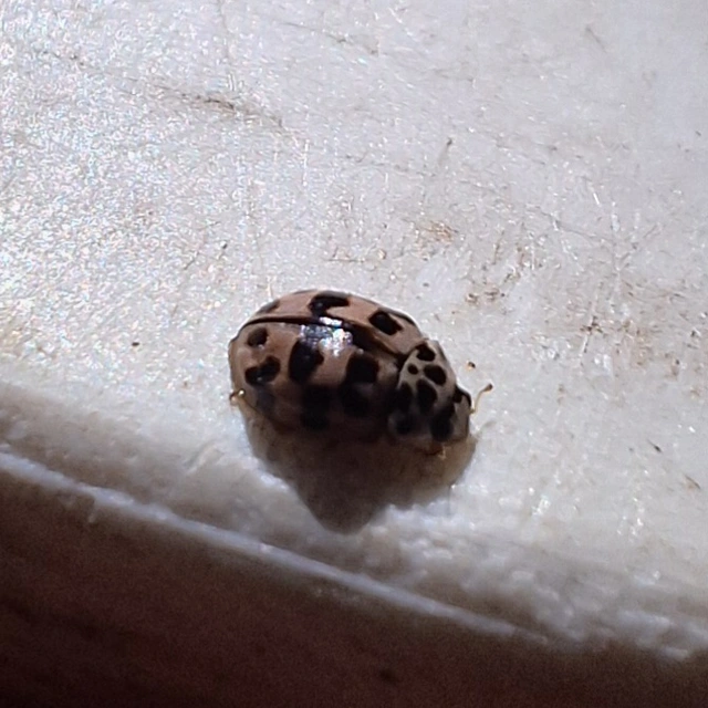 rózsás katica - Oenopia conglobata