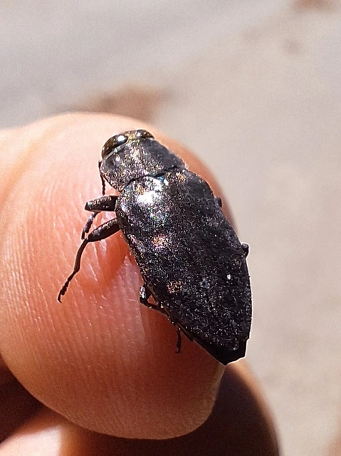 Chrysobothris affinis - aranypettyes díszbogár