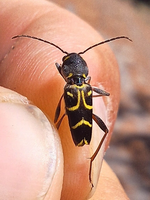 fürge darázscincér - Xylotrechus antilope