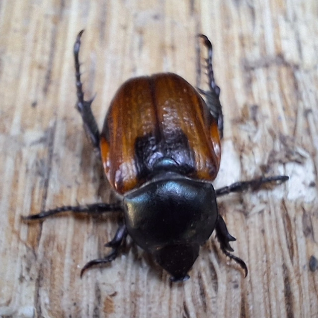 osztrák szipoly - Anisoplia austriaca