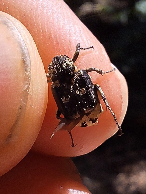 Valgus hemipterus - suta virágbogár