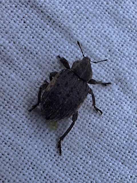 Brachypera zoilus - lucerna-gubósormányos