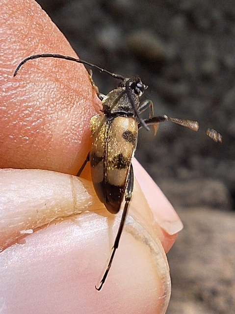 rajzos virágcincér - Pachytodes erraticus