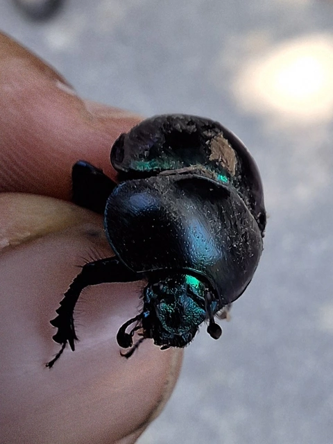 Trypocopris vernalis - tavaszi álganéjtúró