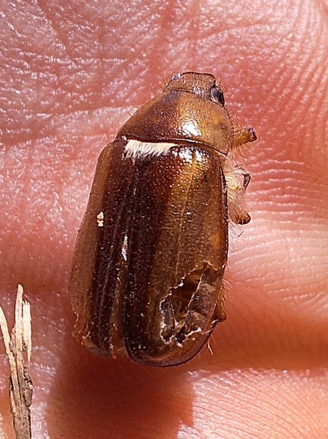 tavaszvégi cserebogár - Rhizotrogus aestivus