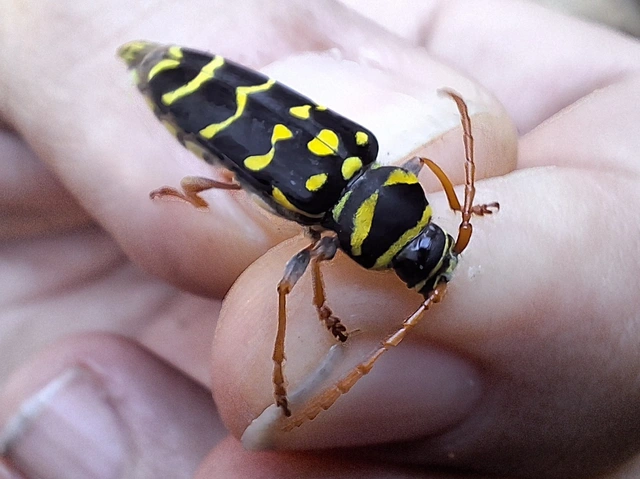 Plagionotus arcuatus - bársonyos darázscincér