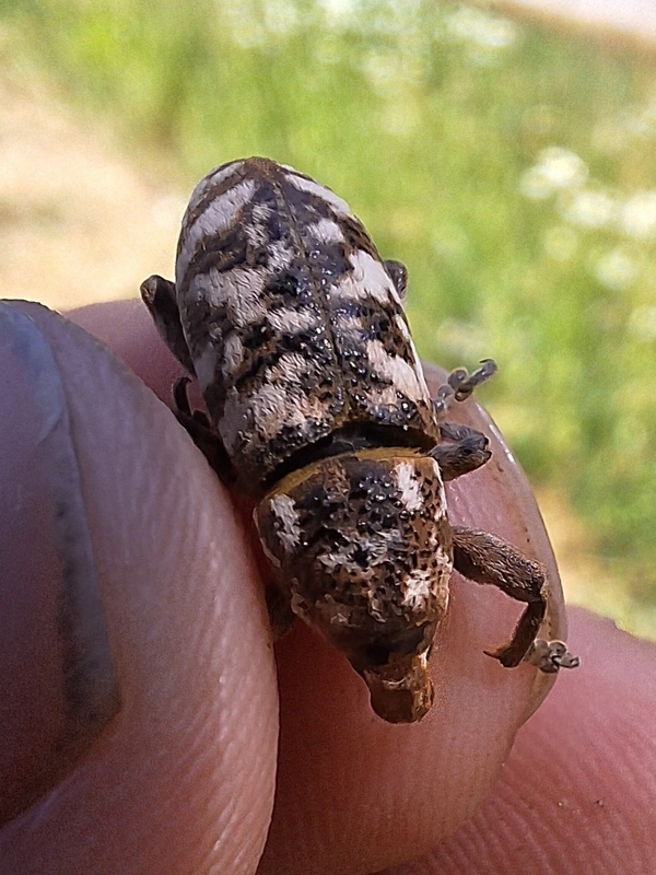 Adosomus roridus - fehérfoltos ürömbarkó