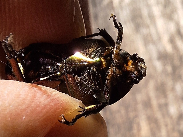 Protaetia