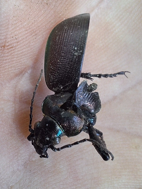 kis bábrabló - Calosoma inquisitor