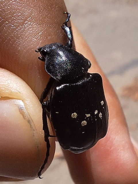 nyolcpettyes virágbogár - Gnorimus variabilis