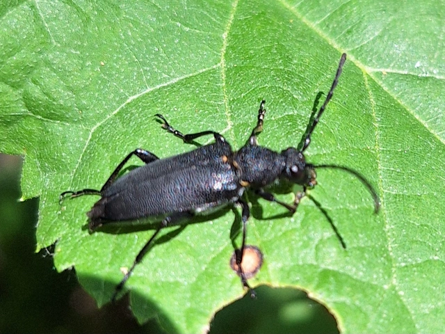hegyi virágcincér - Stictoleptura scutellata