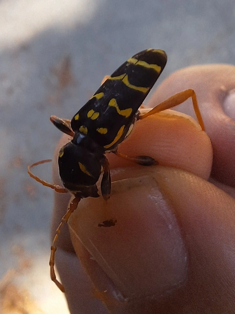 bársonyos darázscincér - Plagionotus arcuatus