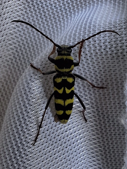 Echinocerus floralis - lucerna-darázscincér