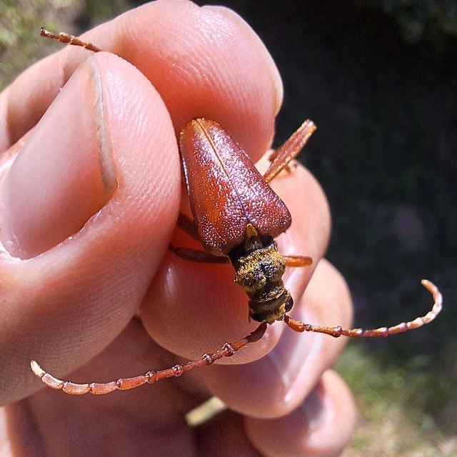 szilfacincér - Akimerus schaefferi