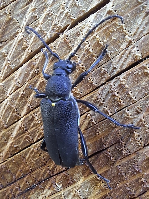 Stictoleptura scutellata - hegyi virágcincér