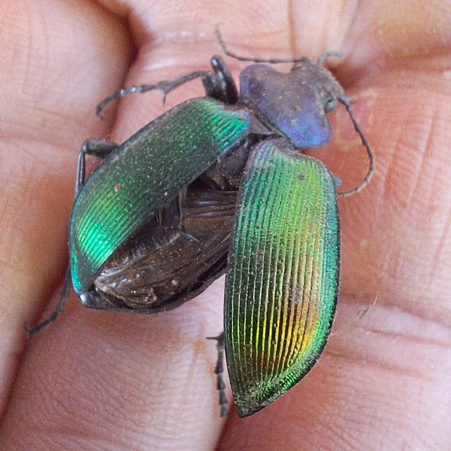 aranyos bábrabló - Calosoma sycophanta
