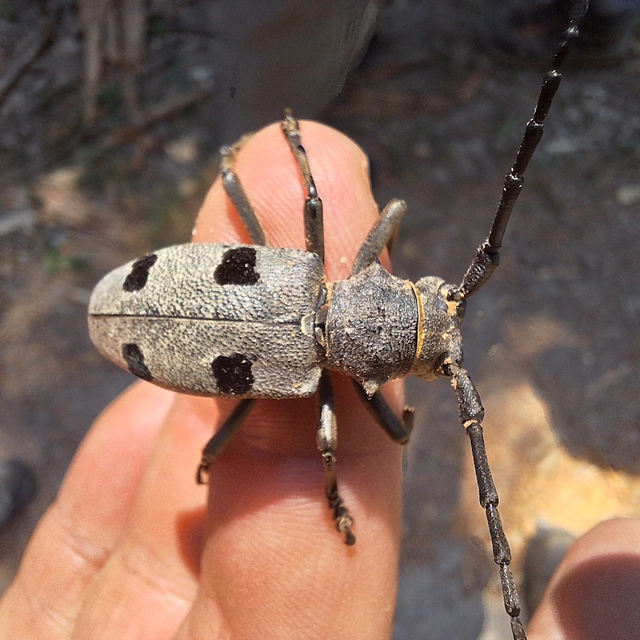 Morimus asper funereus - gyászcincér