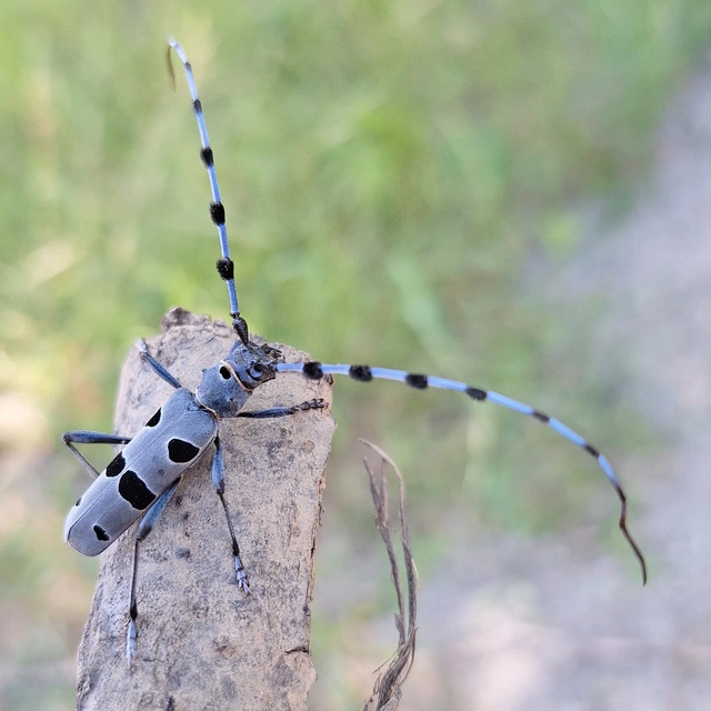 havasi cincér - Rosalia alpina
