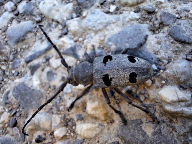 Morimus asper funereus - gyászcincér