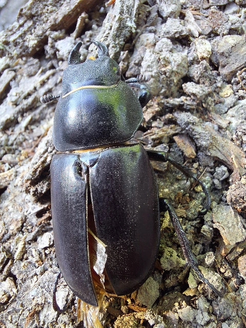 nagy szarvasbogár - Lucanus cervus