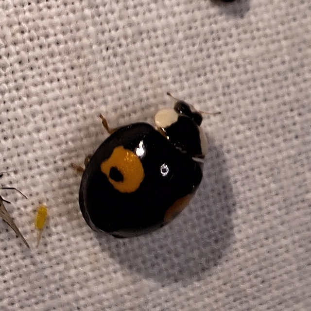 Harmonia axyridis - harlekinkatica