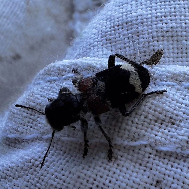 Clerus mutillarius - feketenyakú szúfarkas