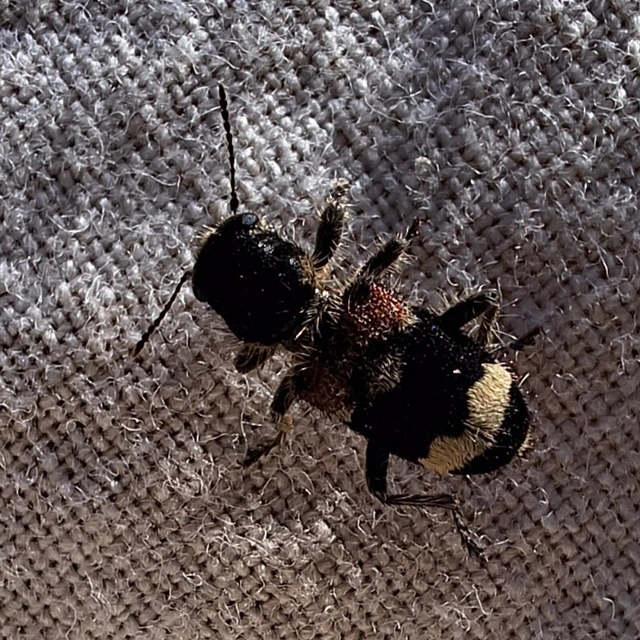 Clerus mutillarius - feketenyakú szúfarkas