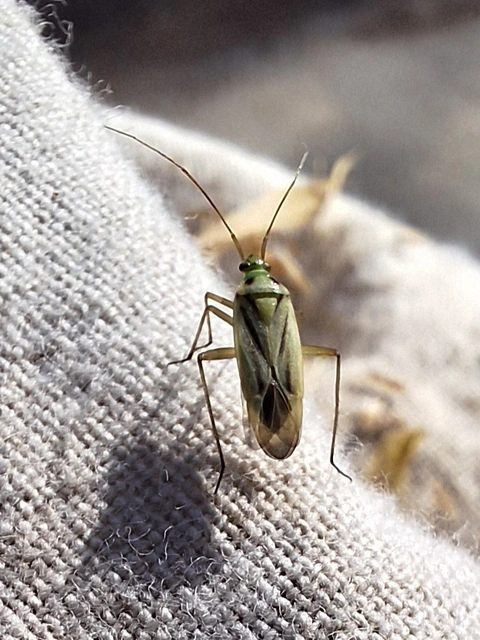 kétfoltos mezeipoloska - Stenotus binotatus