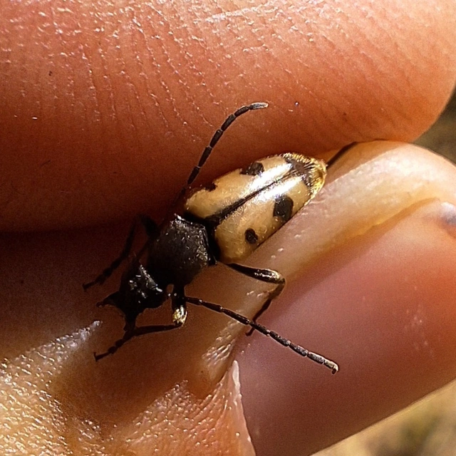 Pachytodes erraticus - rajzos virágcincér