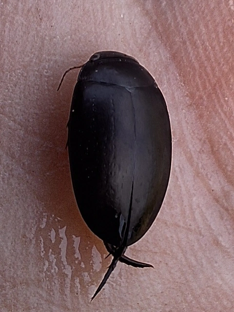Dytiscidae - csíkbogárfélék