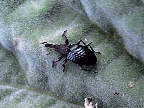 Apioninae