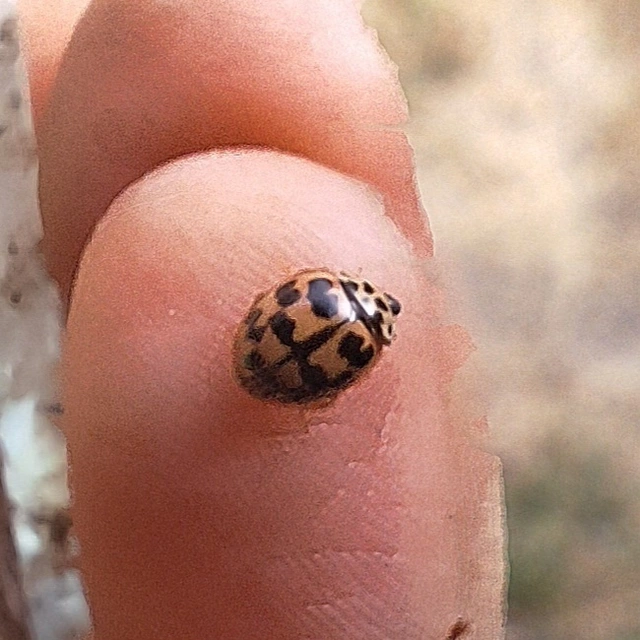 Oenopia conglobata - rózsás katica