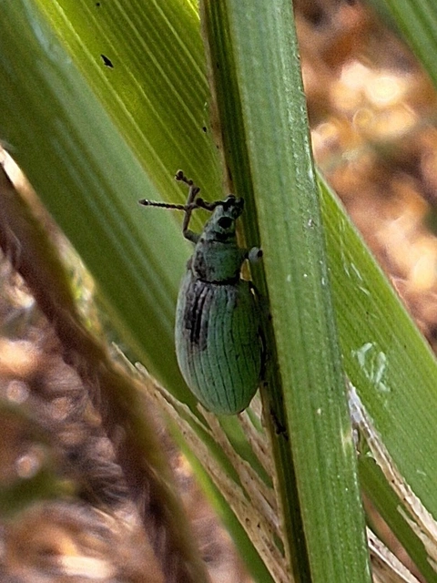 halványzöld levélormányos - Phyllobius virideaeris