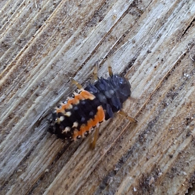 Harmonia axyridis - harlekinkatica