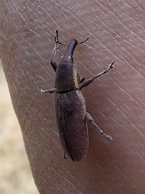 gémorr-dudvabarkó - Lixus vilis