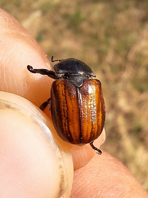gabonaszipoly - Anisoplia tempestiva