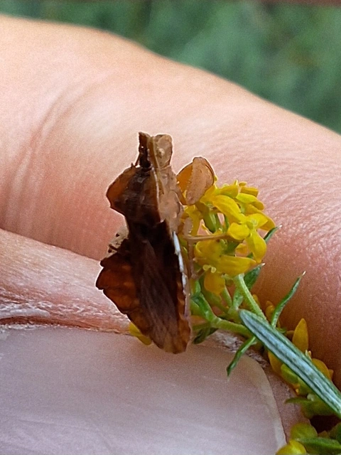 fogólábú poloska - Phymata crassipes