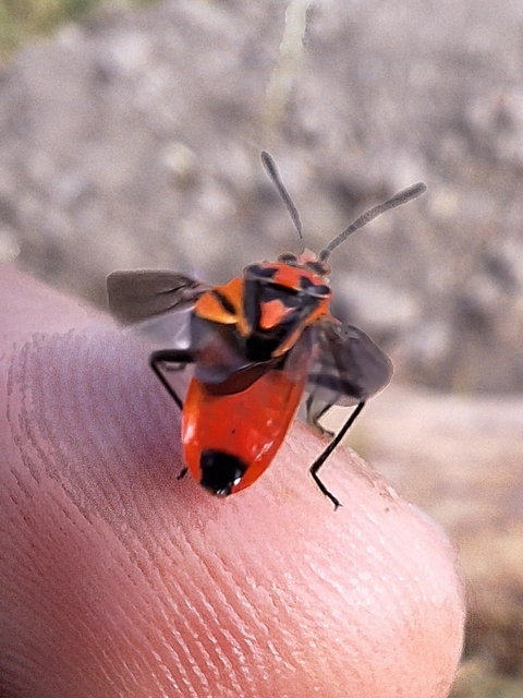piros karimáspoloska - Corizus hyoscyami