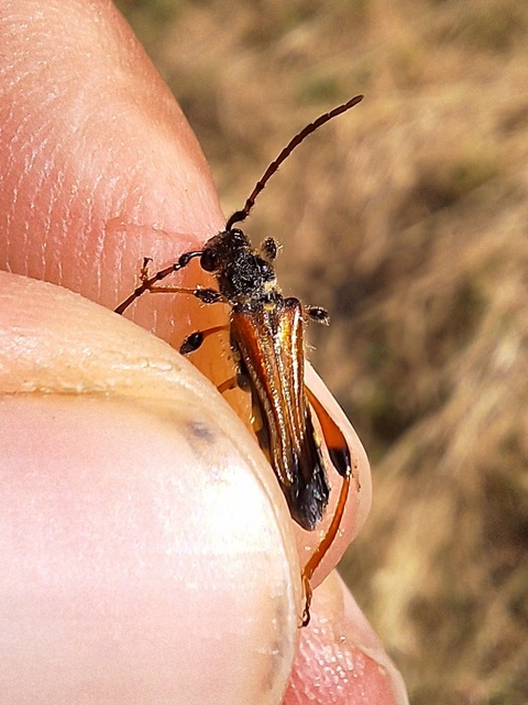 tarkacsápú keskenyfedőscincér - Stenopterus rufus