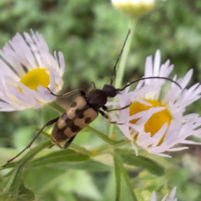 Pachytodes erraticus - rajzos virágcincér