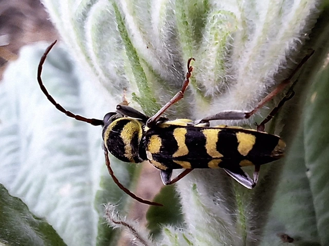 Echinocerus floralis - lucerna-darázscincér