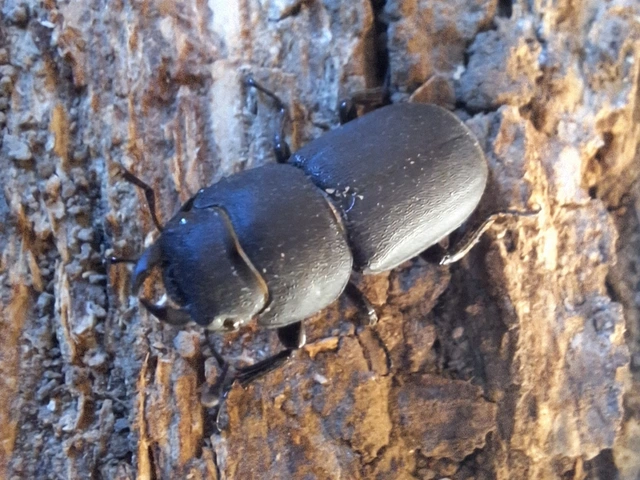 Dorcus parallelipipedus - kis szarvasbogár