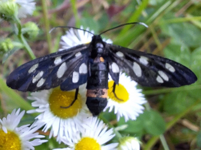 Amata phegea - fehérpettyes álcsüngőlepke