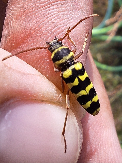 Echinocerus floralis - lucerna-darázscincér