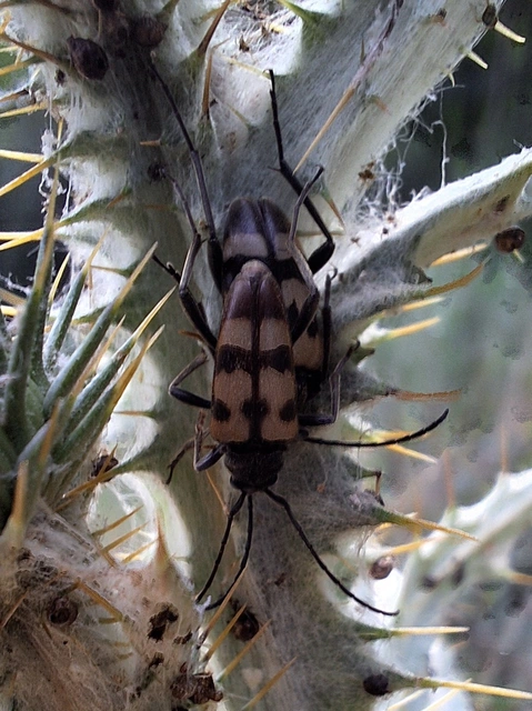 Pachytodes erraticus - rajzos virágcincér