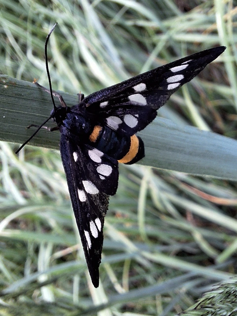 Amata phegea - fehérpettyes álcsüngőlepke